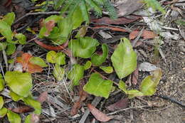 Image of Grevillea laurifolia Sieber ex Meissn.