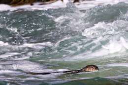 Image of Marine Otter