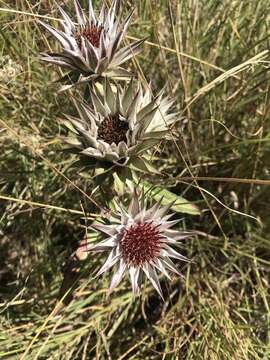 Image of Macledium zeyheri (Sond.) S. Ortiz