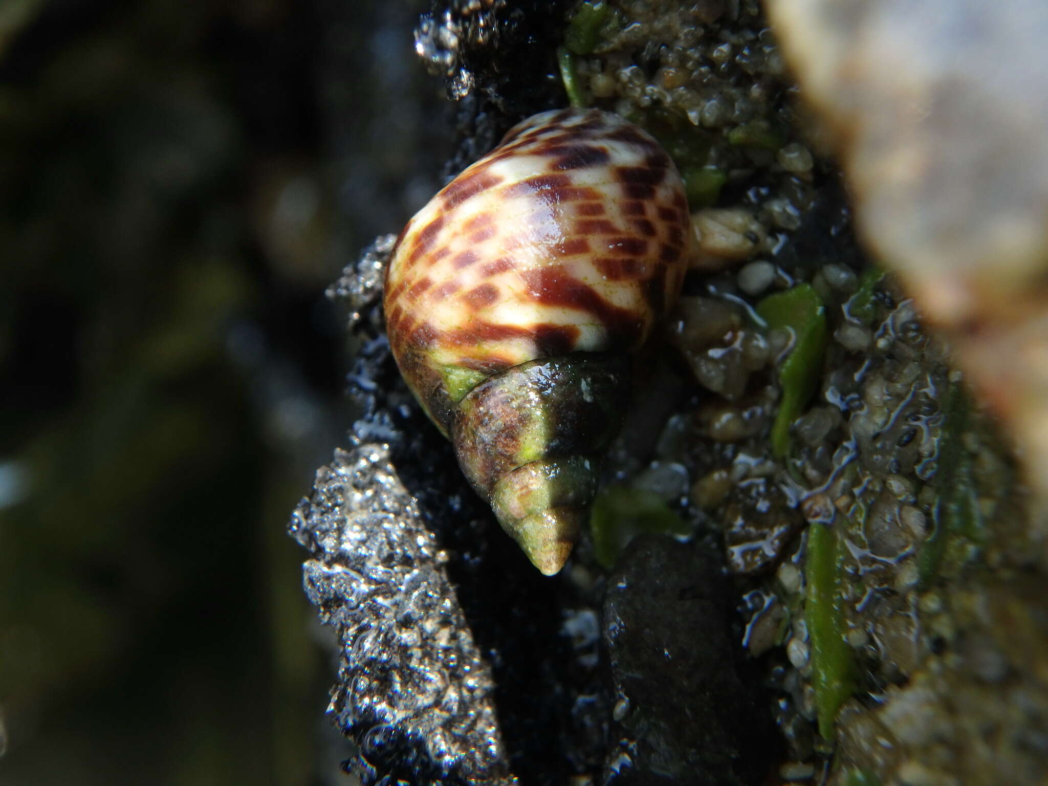 Littoraria strigata (Philippi 1846)的圖片