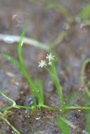 Plancia ëd Lilaeopsis brasiliensis (Glaziou) J. M. Affolter