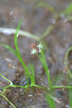 Image of Lilaeopsis brasiliensis (Glaziou) J. M. Affolter