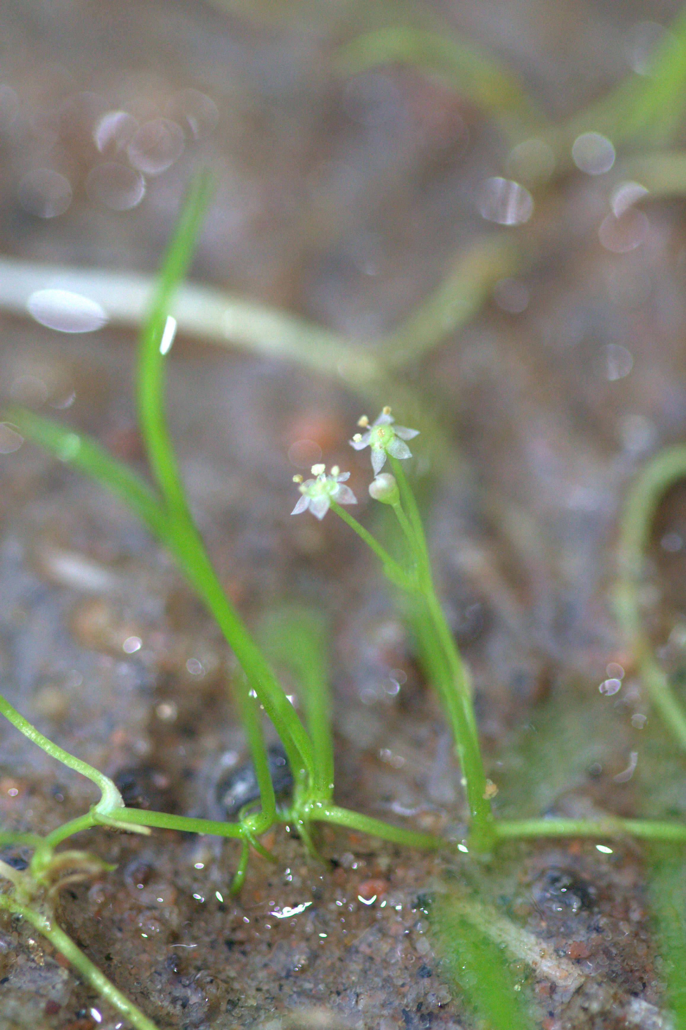 Plancia ëd Lilaeopsis brasiliensis (Glaziou) J. M. Affolter