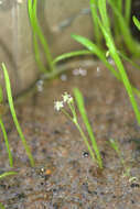 Image of Lilaeopsis brasiliensis (Glaziou) J. M. Affolter