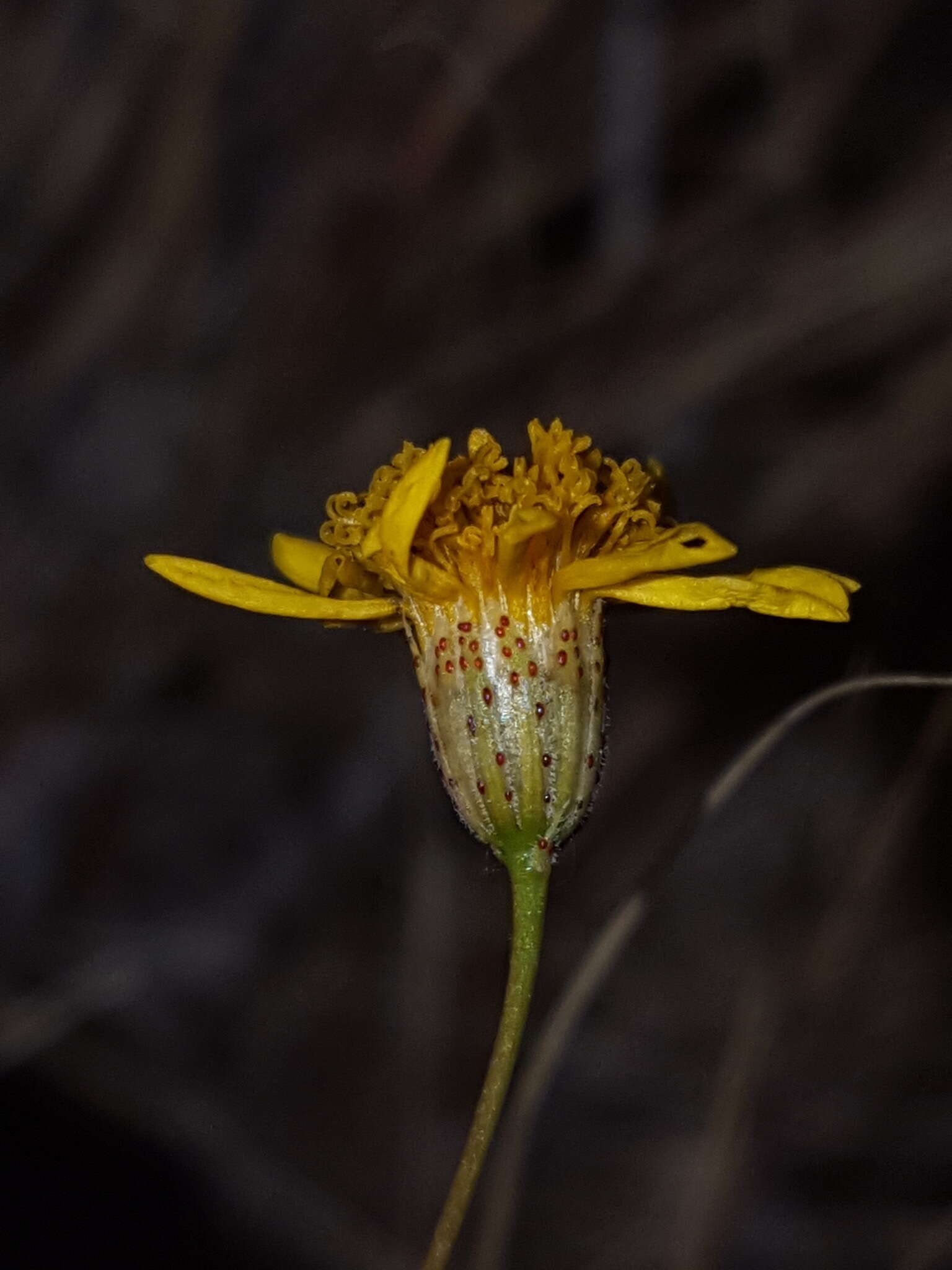 Imagem de Thymophylla pentachaeta var. hartwegii (A. Gray) J. L. Strother