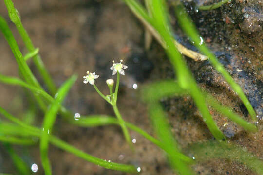 Plancia ëd Lilaeopsis brasiliensis (Glaziou) J. M. Affolter