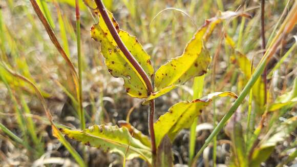 Image of pale beardtongue