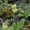 Image of elatior hybrid primroses