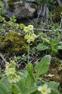 Image of elatior hybrid primroses