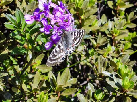 Parnassius orleans Oberthür 1890 resmi