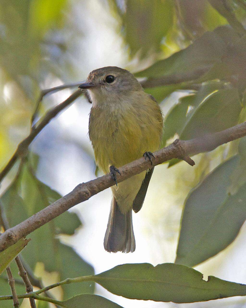 Image of Lemon-bellied Flycatcher