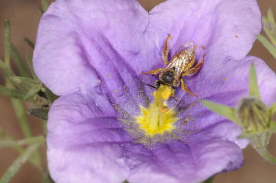 Image de Chalepogenus parvus Roig-Alsina 1997