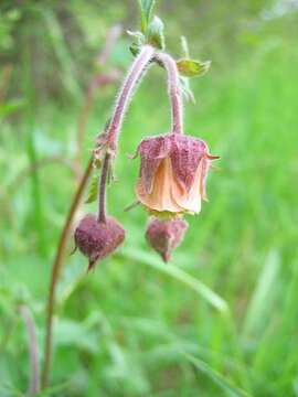 Image of Water Avens