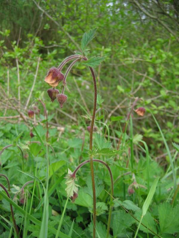 Image of Water Avens