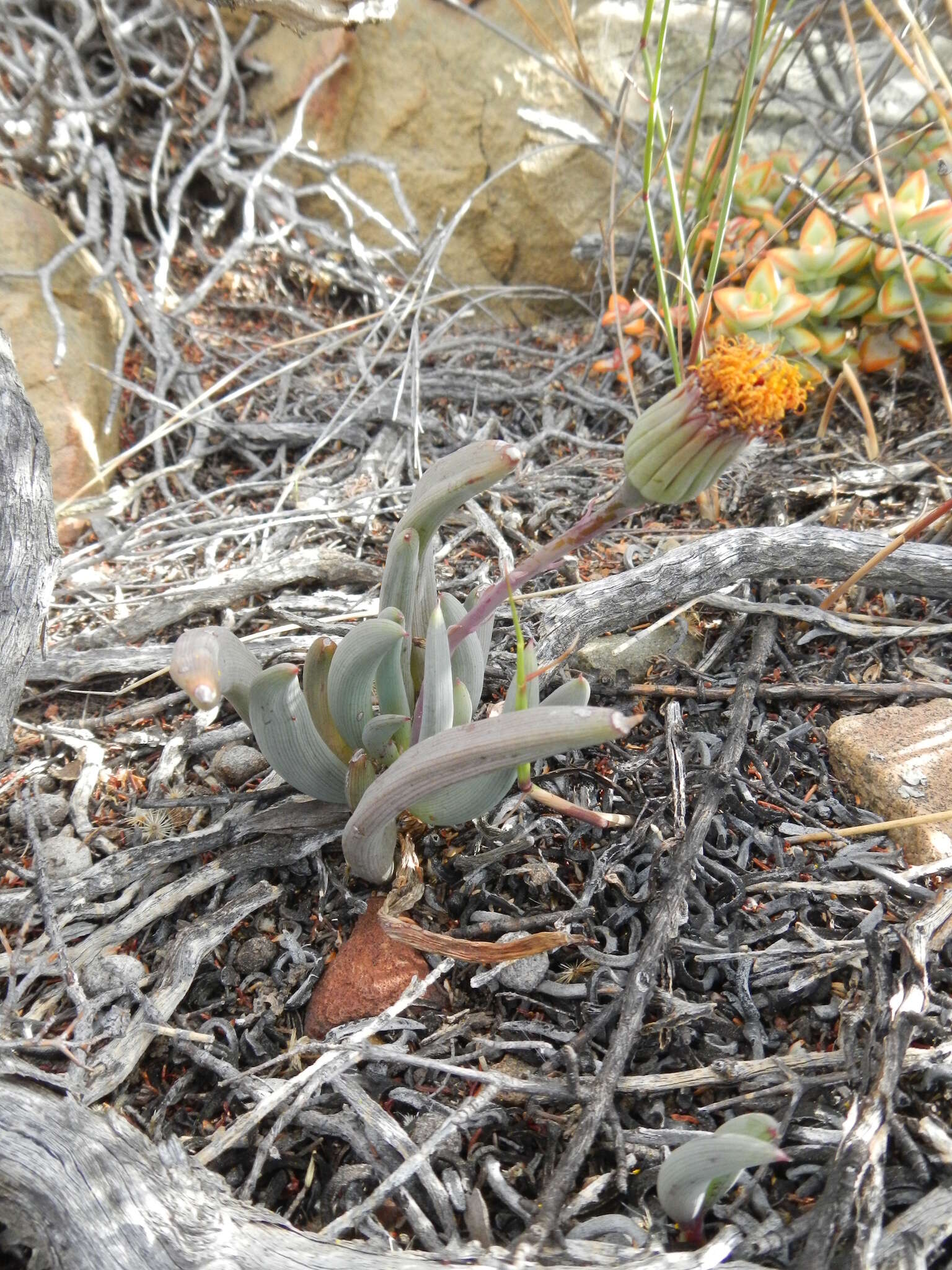 Plancia ëd Curio acaulis (L. fil.) P. V. Heath