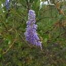 صورة Ceanothus cyaneus Eastwood