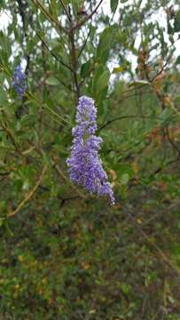 صورة Ceanothus cyaneus Eastwood