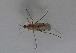 Image of Window Gnat