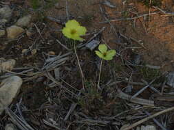 Image of Papaver leucotrichum Tolmatch.