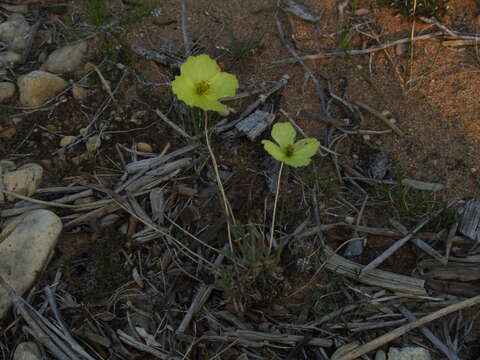 Image of Papaver leucotrichum Tolmatch.