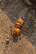 Cephalotes clypeatus (Fabricius 1804) resmi