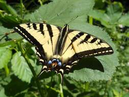 Image of Western Tiger Swallowtail