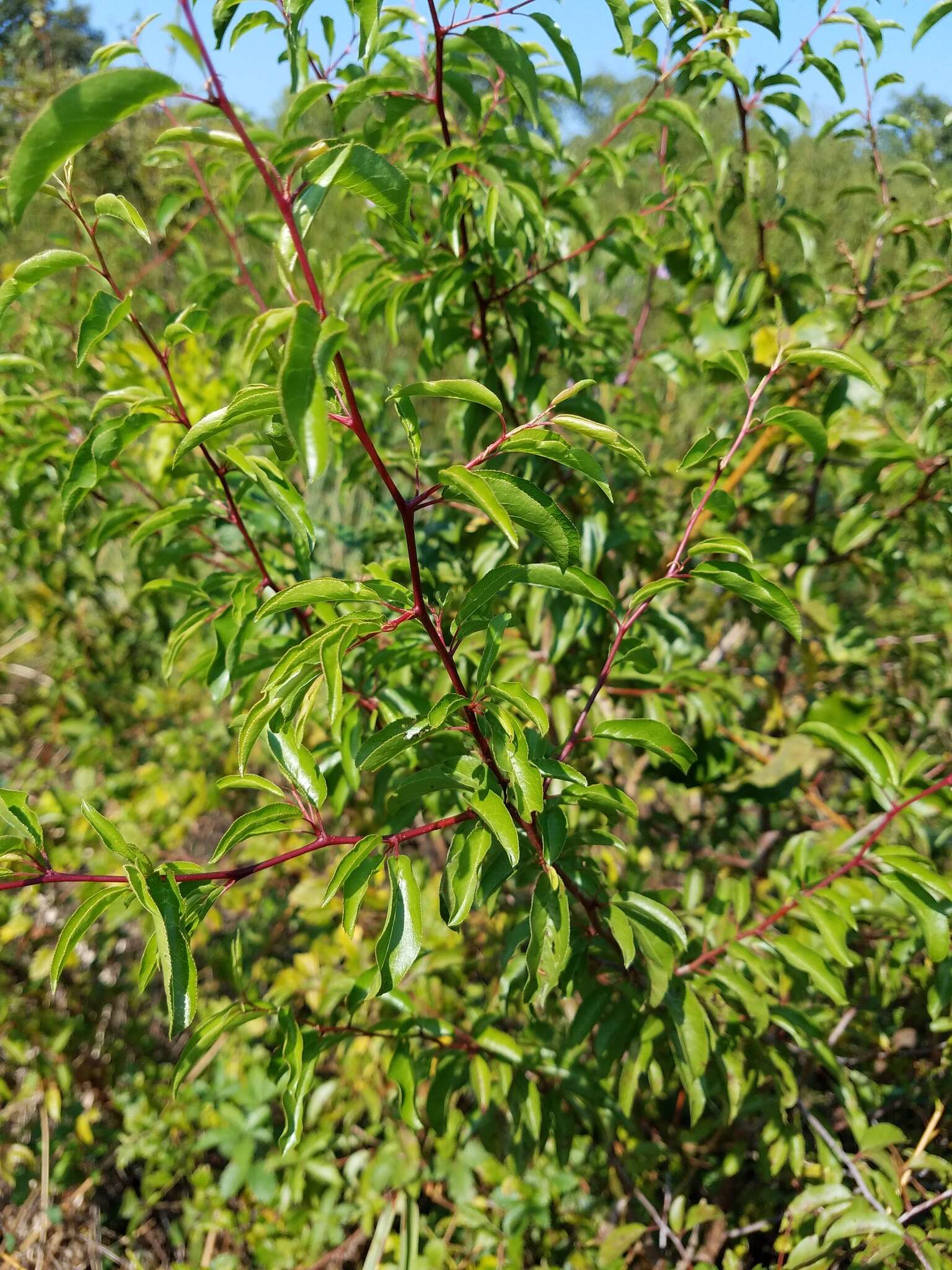 Sivun Prunus angustifolia Marsh. kuva