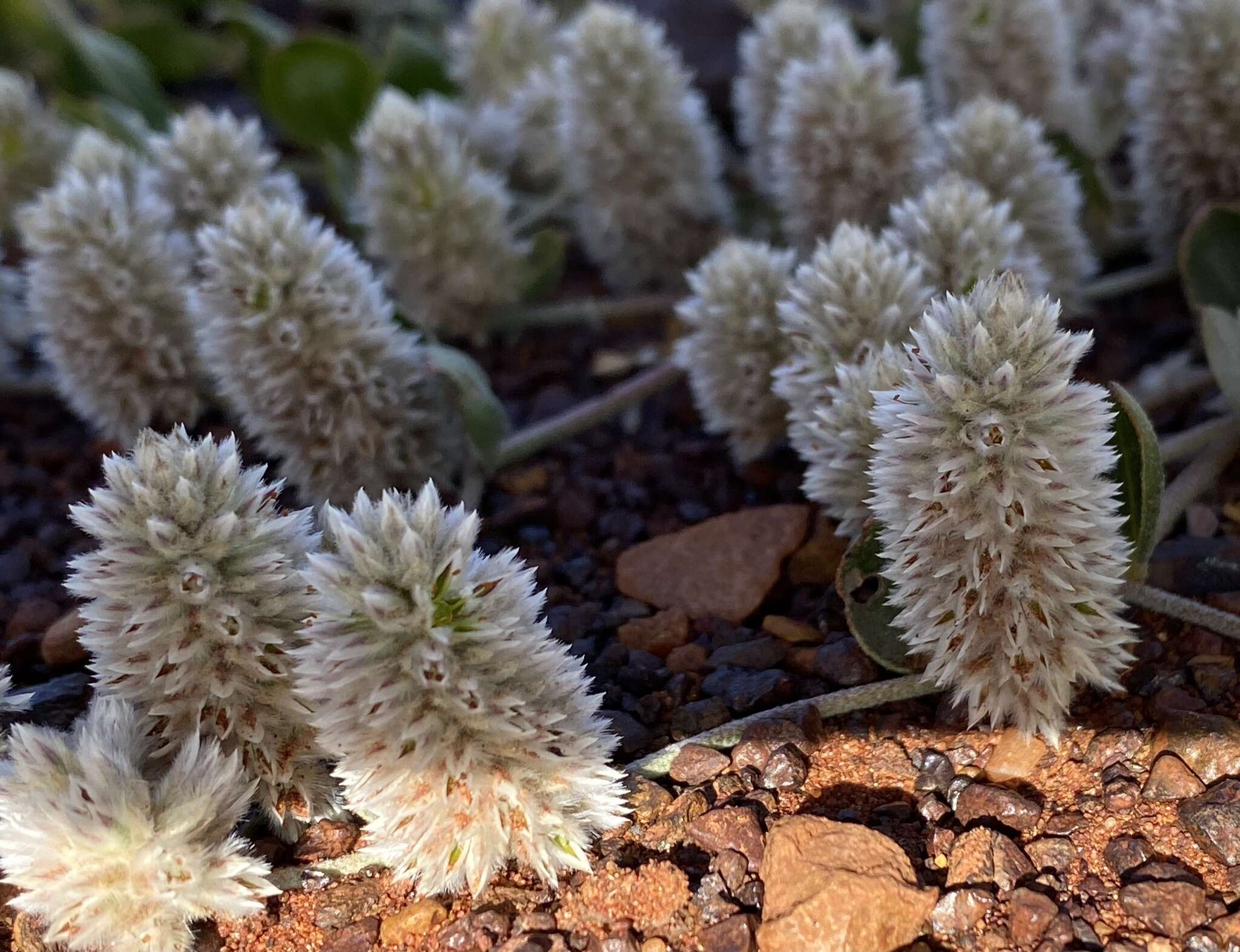 Ptilotus roei (Benth.) F. Müll.的圖片