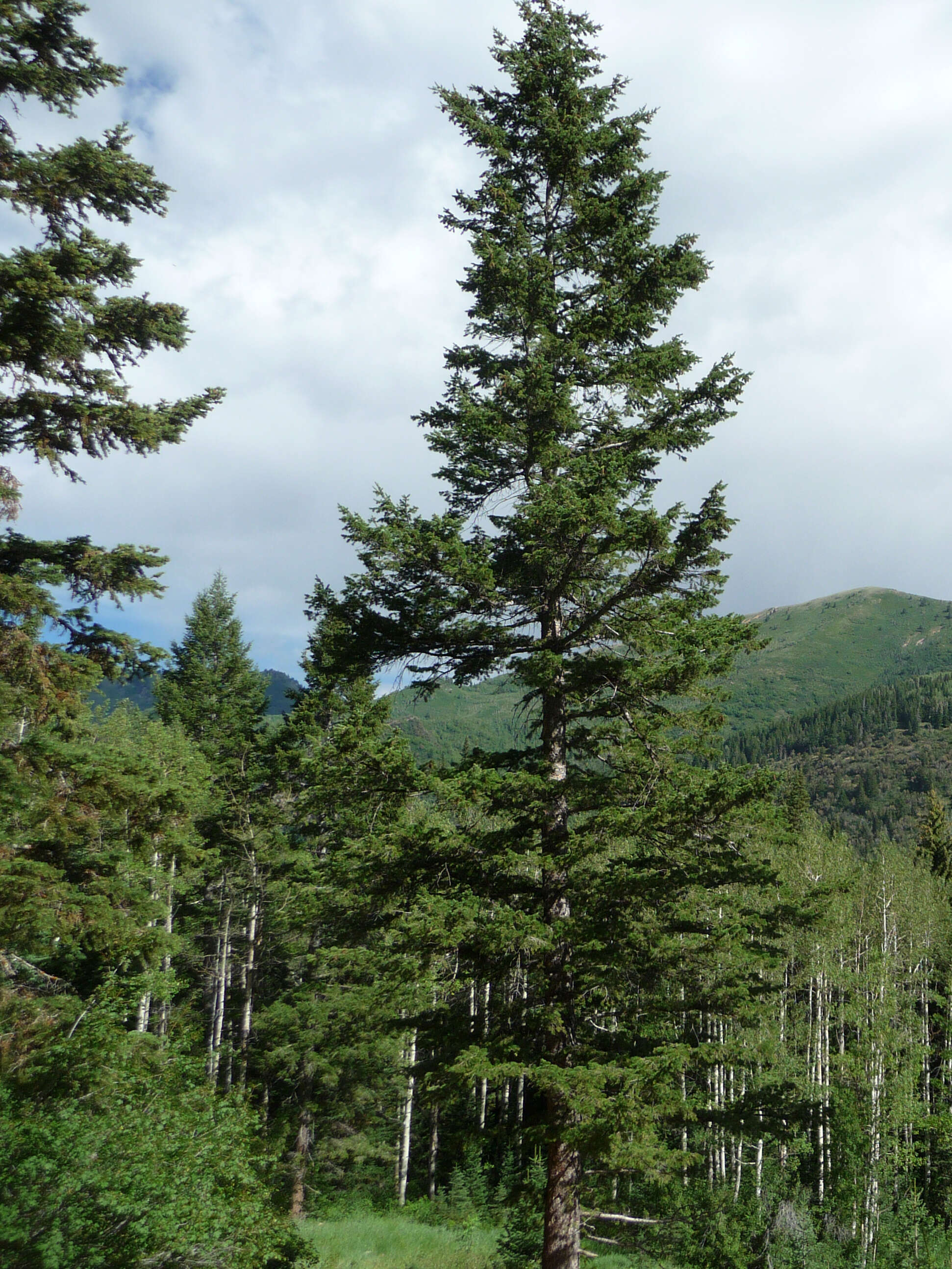 Image of Douglas Fir