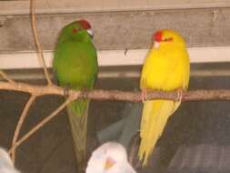 Image of Red-crowned Parakeet