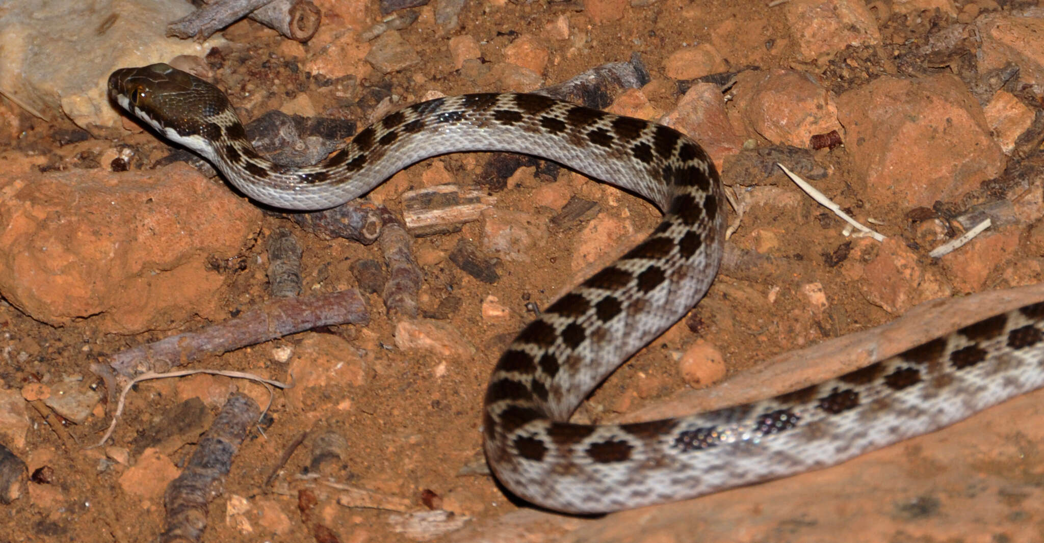 Image of Madagascarophis ocellatus Domergue 1987