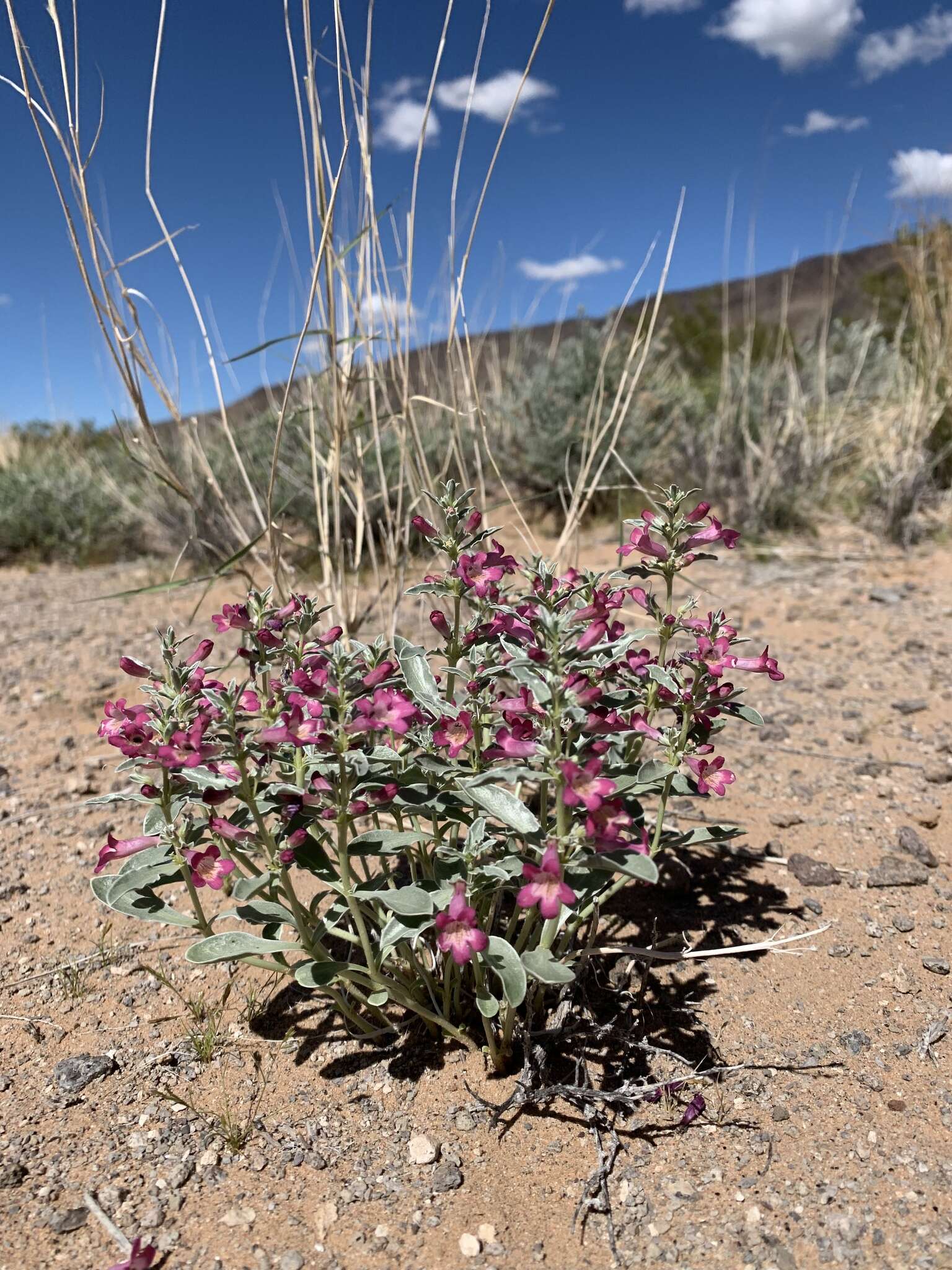 Image de Penstemon albomarginatus M. E. Jones