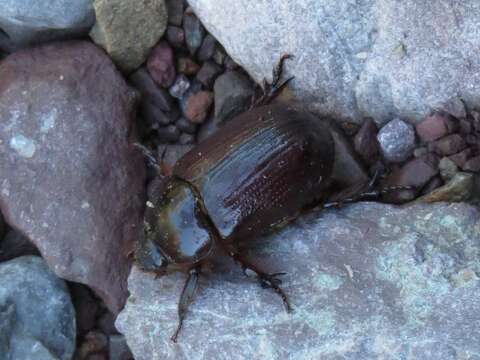 Image of Rhinoceros Beetles