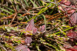 Image of Darwinia speciosa (Meissner) Benth.