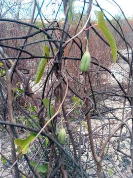 Image de Aristolochia albida Duch.