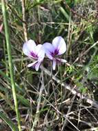 Image of Pelargonium longicaule Jacq.