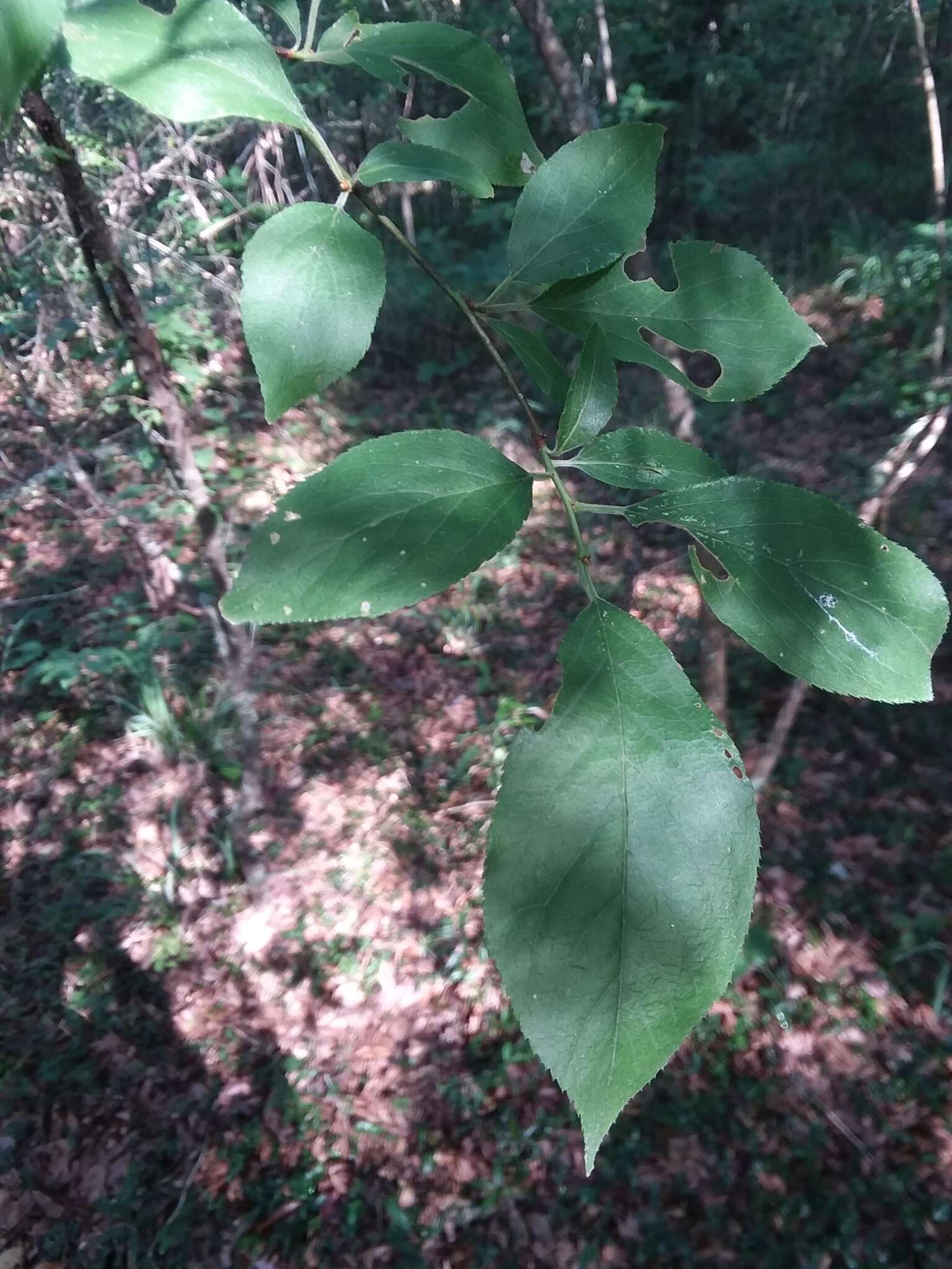 Prunus umbellata Ell. resmi