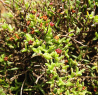 Image of Ruschia hamata (L. Bol.) Schwant.