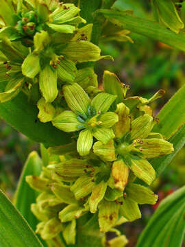 Image of European white hellebore