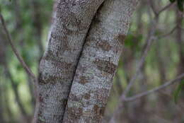 Image of Fontainea pancheri (Baill.) Heckel