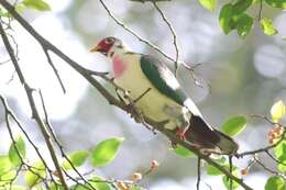 Image of Jambu Fruit Dove