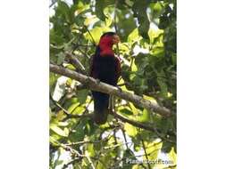 Слика од Lorius lory (Linnaeus 1758)