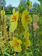 Image de faux bouillon blanc