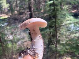 Image of Tricholoma vernaticum Shanks 1996