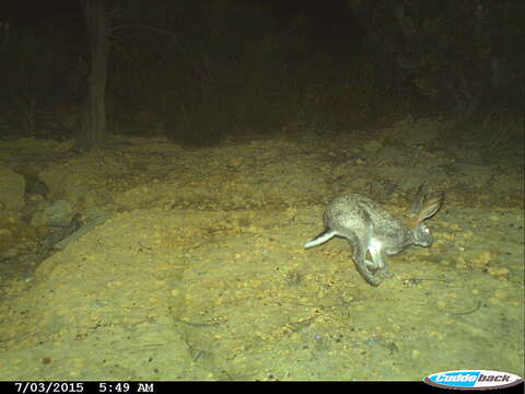 Lepus capensis capensis Linnaeus 1758 resmi