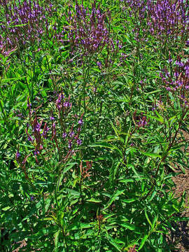 Image of swamp verbena