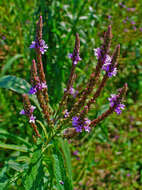 Image of swamp verbena