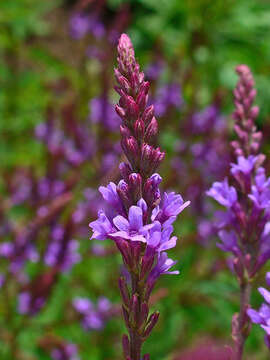 Image of swamp verbena