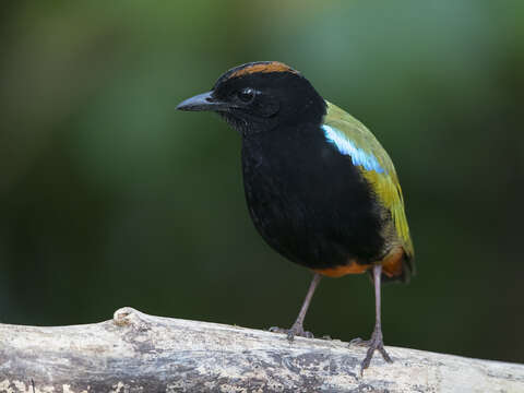 Image of Pitta iris iris Gould 1842