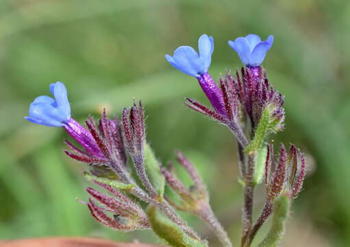 Image of Anchusa thessala Boiss. & Spruner